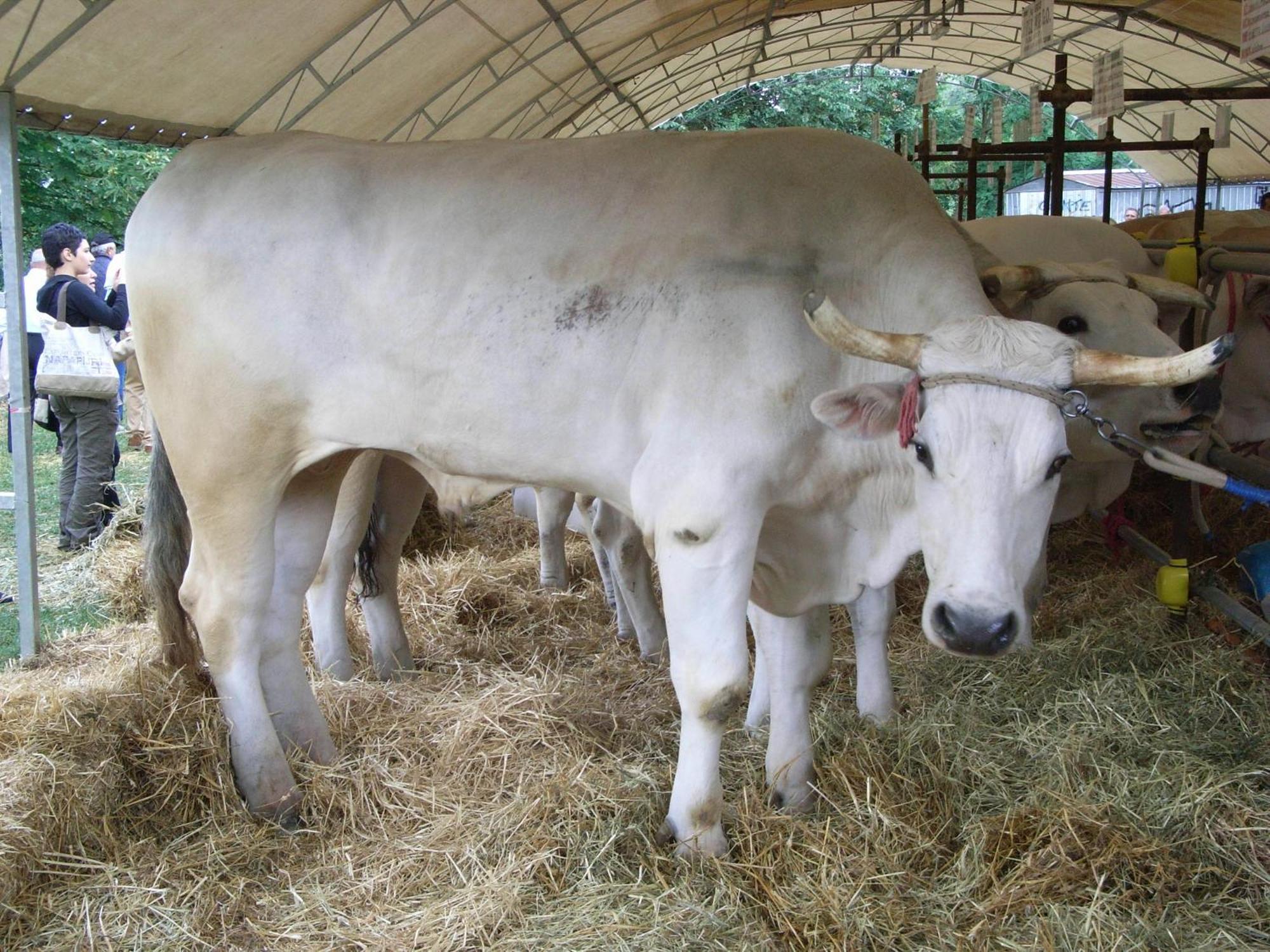 Agriturismo La Pietriccia Chianciano Terme Bagian luar foto
