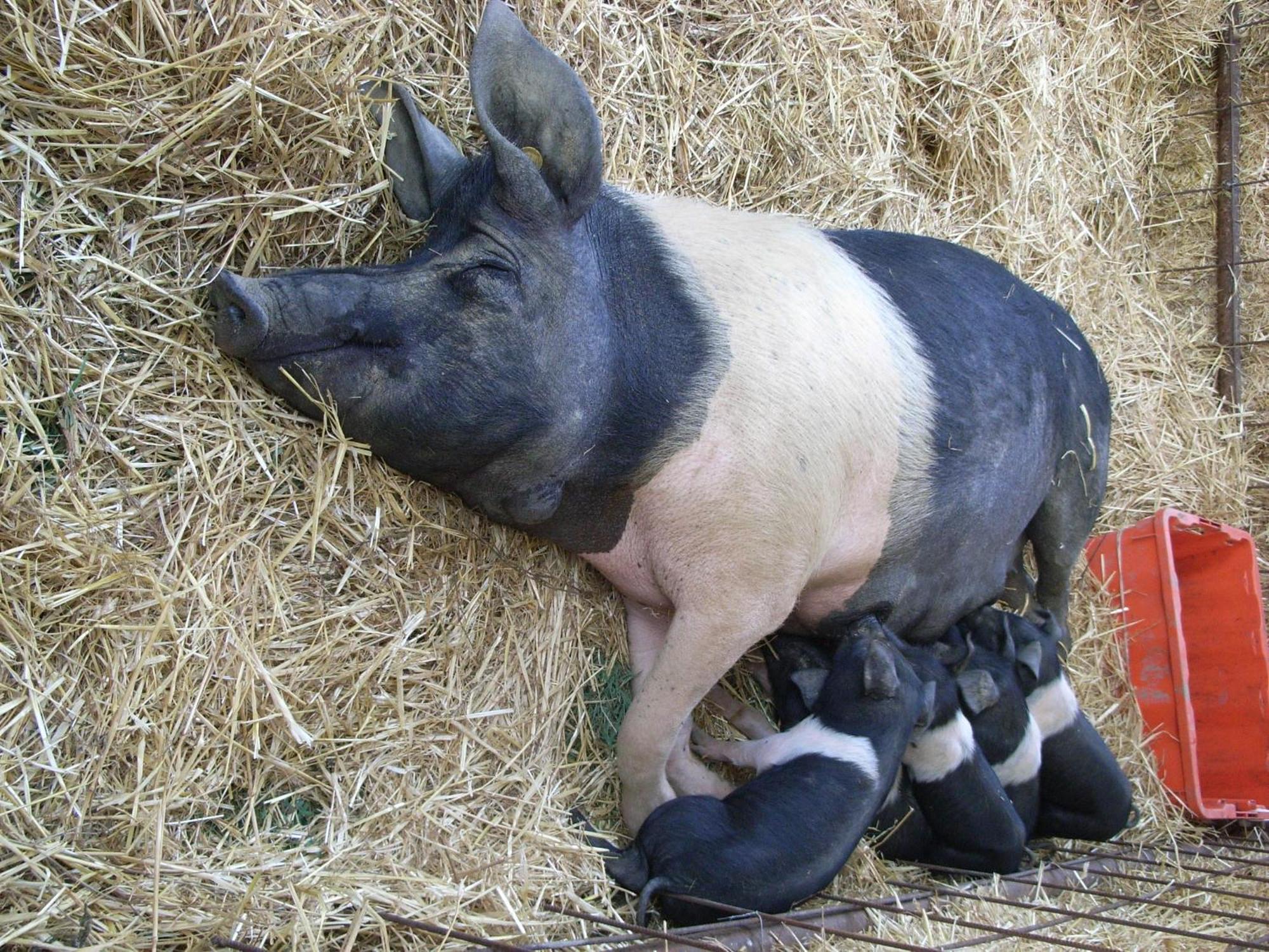 Agriturismo La Pietriccia Chianciano Terme Bagian luar foto